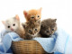 depositphotos_5981131-stock-photo-small-kittens-in-straw-basket