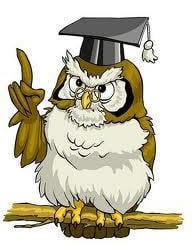 owl