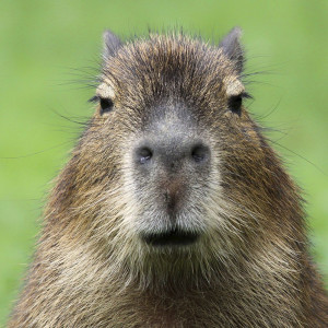 capybara-square-1.jpg.optimal