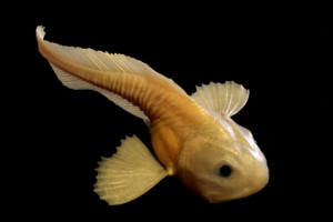 SmallFish2_srcset-small