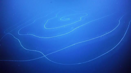 Siphonophore