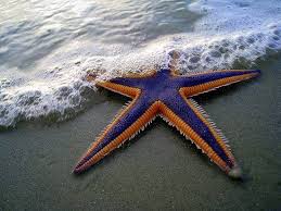 ASTERIAS