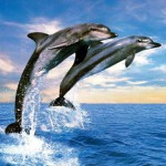 δελφινι1