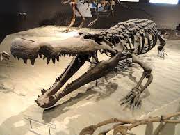 dinosuchus