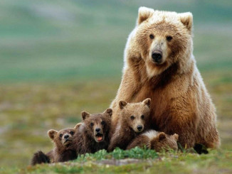 wallpaper-brown-bear-family-e1522181100350