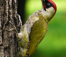 RO_B_Carol_Park_green_woodpecker_crop