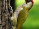RO_B_Carol_Park_green_woodpecker_crop