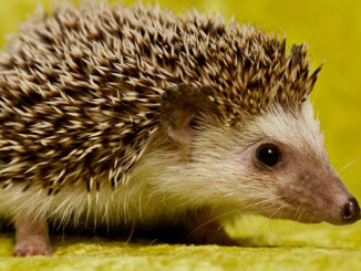 hedgedog-780x482