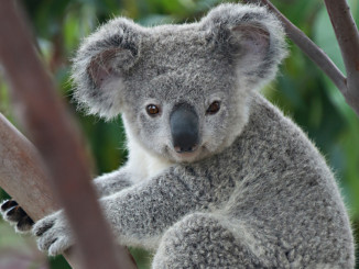 koala1