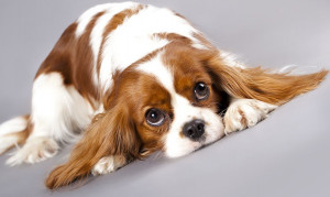 bigstock-Litter-of-Cavalier-King-Charle-27350507