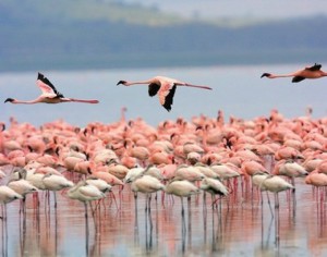 5993-flamingos_l