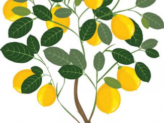 Small lemon tree
