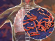 AdobeStock-200411005-Lunge-Tuberculosis-Bacteria-bakterien-Tuberkulose