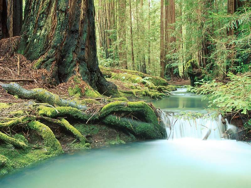 nature6
