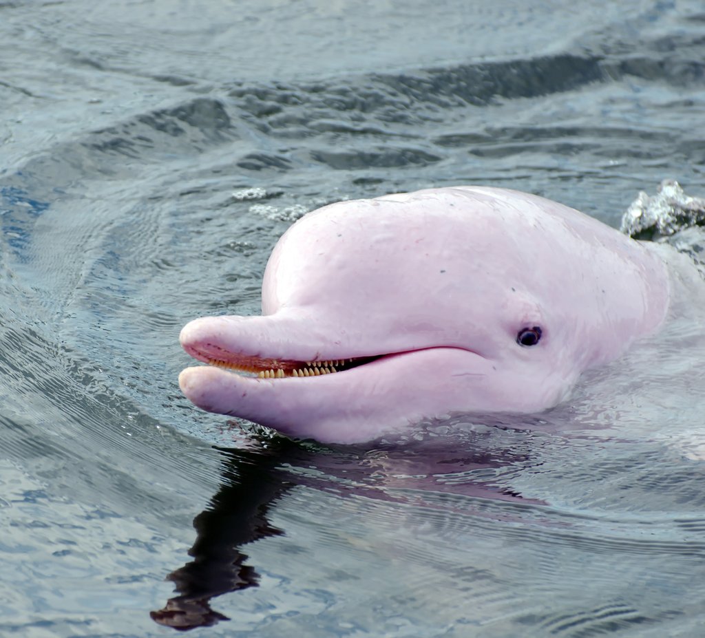 Swim-Pink-Dolphins-Amazon