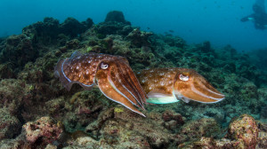 brainstuff-cuttlefish
