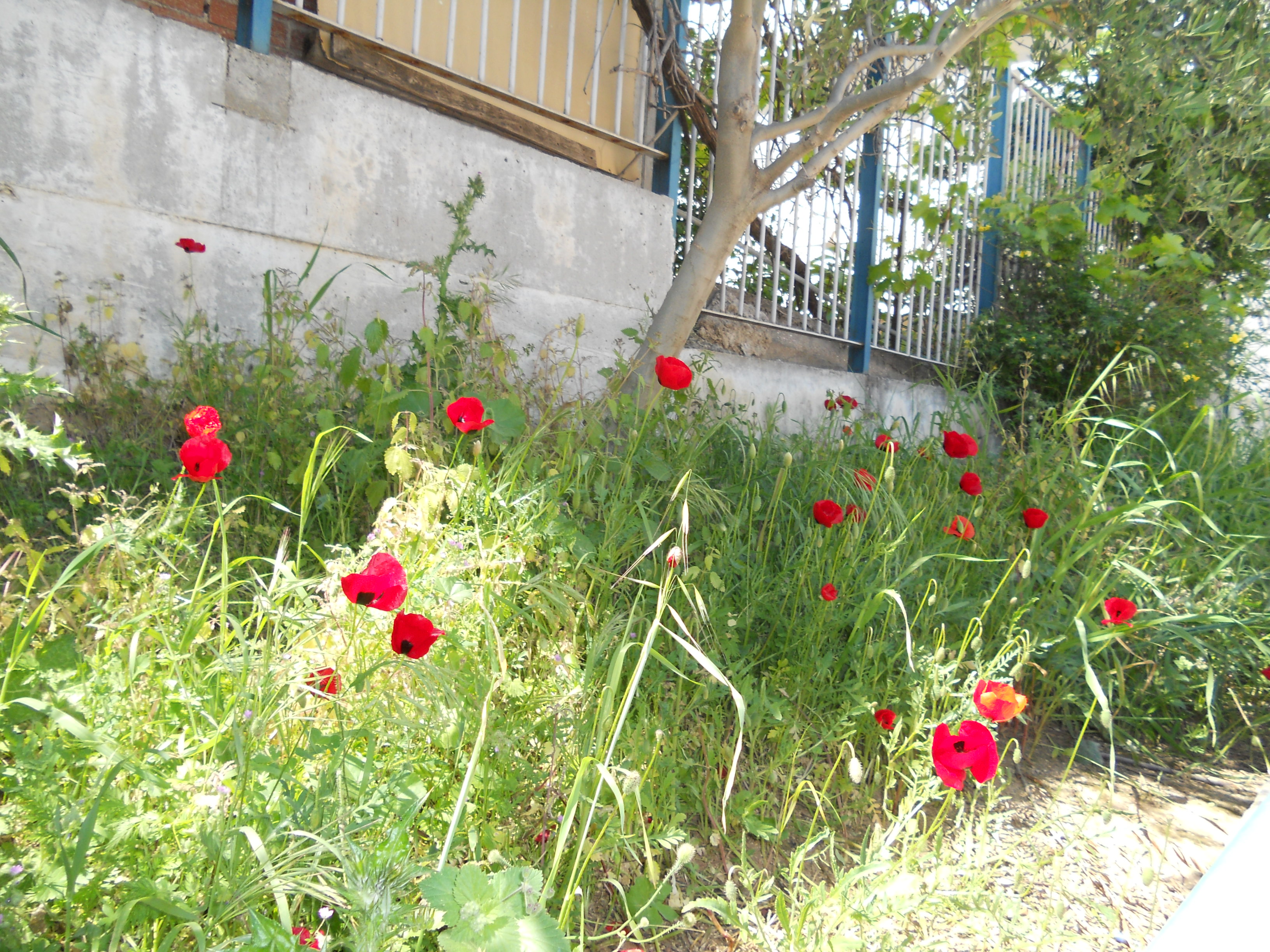 ΚΗΠΟΣ_11-4-2017 002