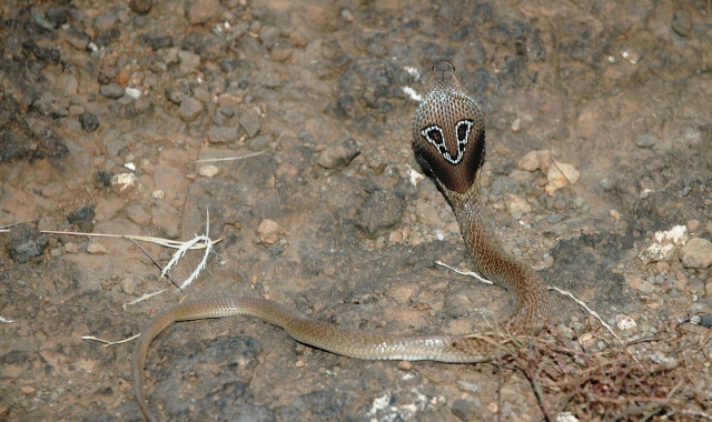 Indian_Binocellate_Cobra