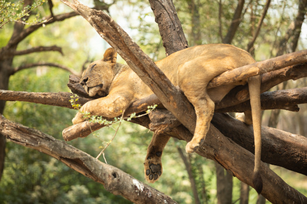 Λιοντάρι που κοιμάται σε δέντρο