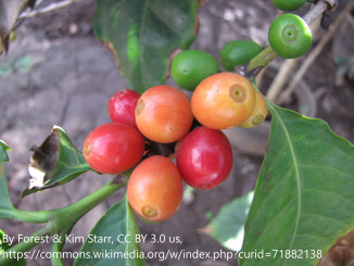 Οι καρποί του καφεόδεντρου (Coffea arabica)