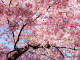 almond-tree-148x99