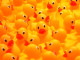 Rubber_duckies_So_many_ducks