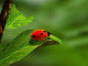 ladybird-163480_640