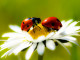 ladybugs-daisy-petals
