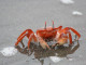 crab-4887835_640 (1)