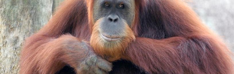 orangutan_0