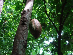 cacao_tree_5
