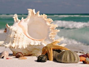 Magical-sea-shell-starfish-photography19
