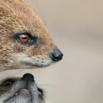 mongoose-rokamanguszta-predator-desert-desert-animals-animal-mangusztafele-mammal-wild