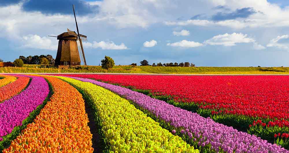 1000x530_holland_tulips_lgi-505129376_tulips