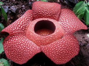 Rafflesia_arnoldi_2013-12-31_21-48