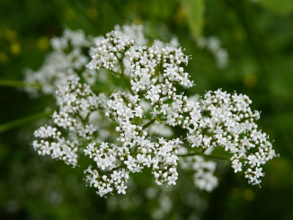 valeriana-5386312_1280