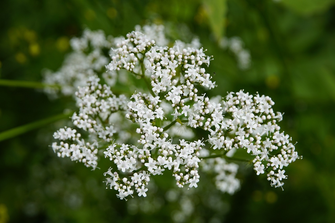 valeriana-5386312_1280