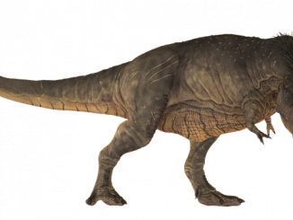 dinosaur-ge6540b98a_640