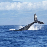 whales-1149978_1920