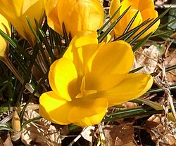 CrocusEABowles