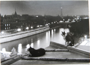 Paris-Cats-at-Night-1954-Robert-Doisneau