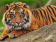 depositphotos_37603477-stock-photo-sumatran-tiger