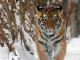 300px-Amur_Tiger_Panthera_tigris_altaica_Cub_2184px_adjusted