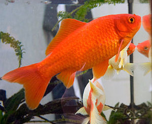 300px-Goldfish3