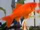 300px-Goldfish3