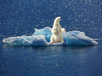 polar-bear-2199534__340