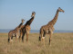1309524-Girafe