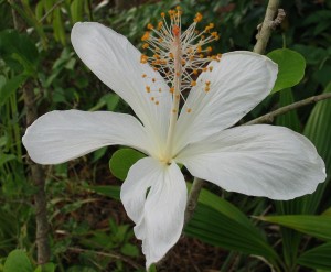 Hibiscus  immaculatus