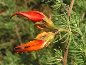 Lotus berthelotii