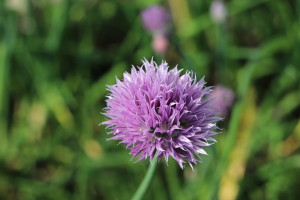 chives-4254929_960_720